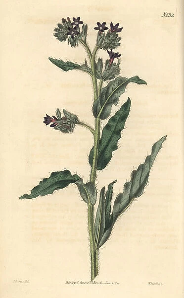 Waved-leaved bugloss, Anchusa undulata