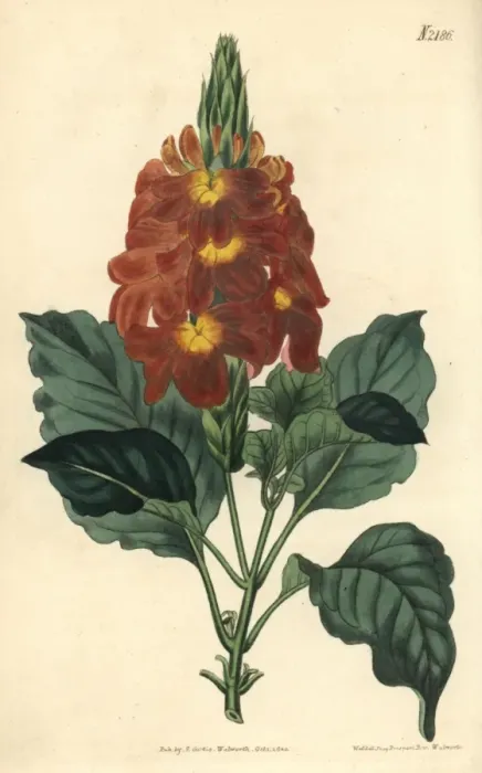 Framed Print : Waved-leaved crossandra, Crossandra undulaefolia Framed Print : Waved-leaved crossandra, Crossandra undulaefolia