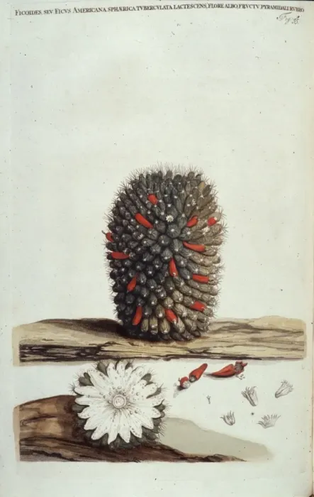 Framed Print : Wavellite. Aggregates of honey-coloured wavellite forming radiating needles on slate Framed Print : Wavellite. Aggregates of honey-coloured wavellite forming radiating needles on slate