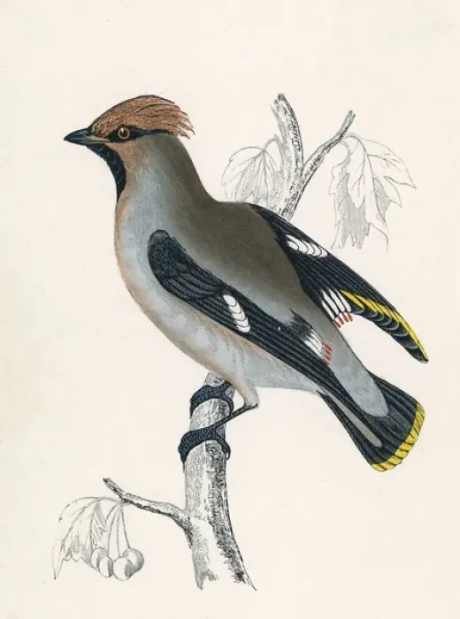 Framed Print : Waxwing (Morris) Framed Print : Waxwing (Morris)