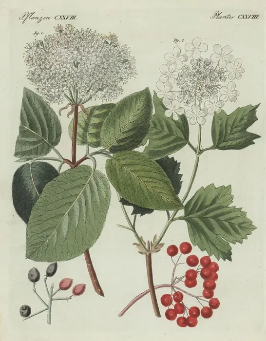 Framed Print : Wayfarer tree and guelder rose Framed Print : Wayfarer tree and guelder rose