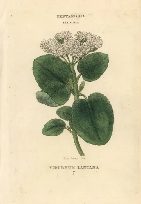 Framed Print : Wayfaring tree, Viburnum lantana Framed Print : Wayfaring tree, Viburnum lantana