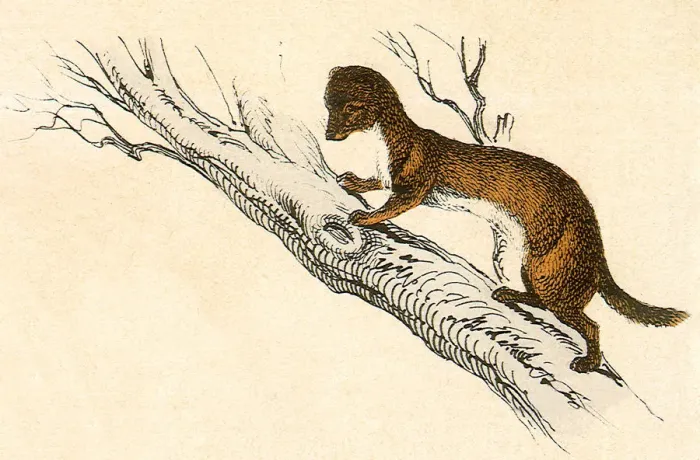 Framed Print : Weasel in a Tree Date: 1880 Framed Print : Weasel in a Tree Date: 1880