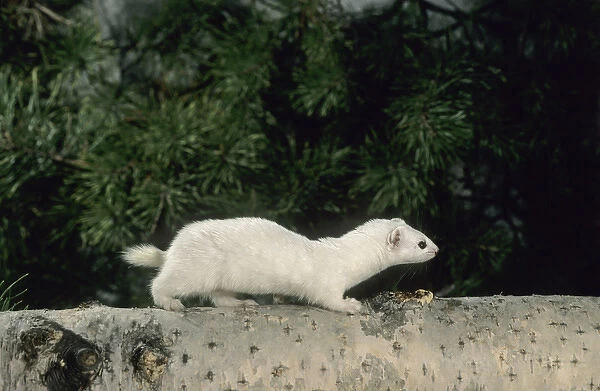 Weasel - in white winter fur, adult; common predator