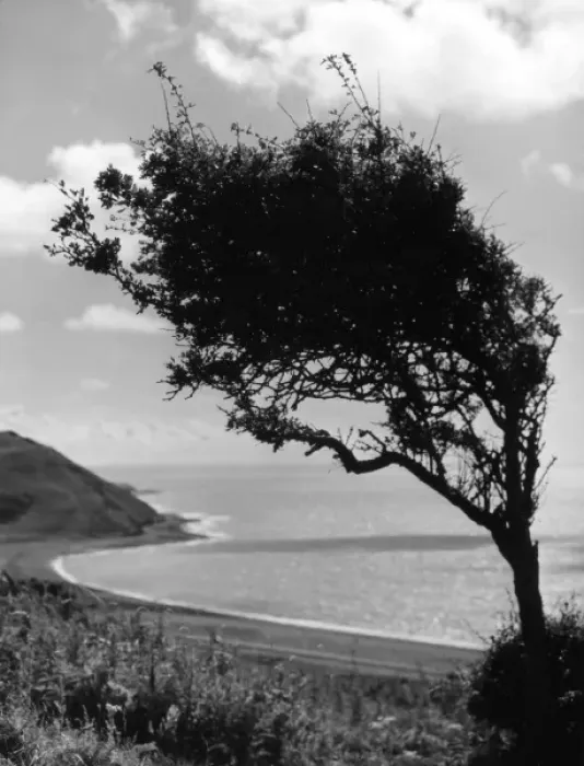 Framed Print : Weatherbeaten Hawthorn Framed Print : Weatherbeaten Hawthorn