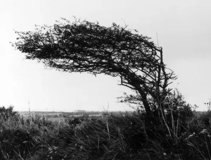 Framed Print : Weatherbeaten Hawthorn Framed Print : Weatherbeaten Hawthorn