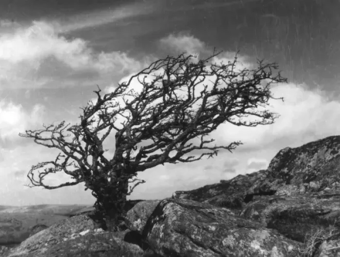 Framed Print : Weatherbeaten Hawthorn Framed Print : Weatherbeaten Hawthorn