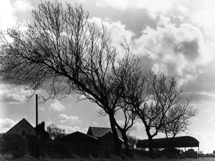 Framed Print : Weatherbeaten Trees Framed Print : Weatherbeaten Trees