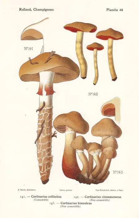 Framed Print : Webcap mushrooms Framed Print : Webcap mushrooms