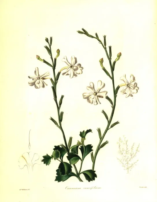 Framed Print : Wedge-leaved chascanum, Chascanum cuneifolium Framed Print : Wedge-leaved chascanum, Chascanum cuneifolium