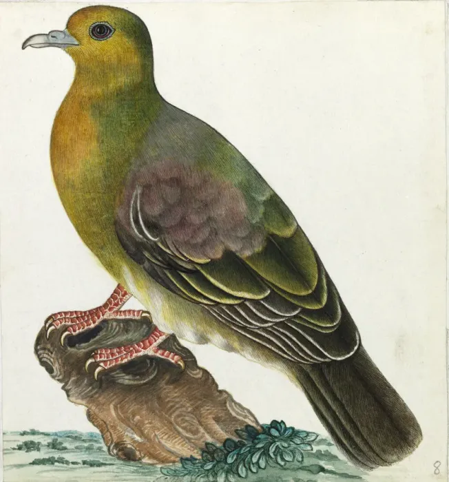 Framed Print : Wedge-tailed green pigeon, Treron sphenurus Framed Print : Wedge-tailed green pigeon, Treron sphenurus