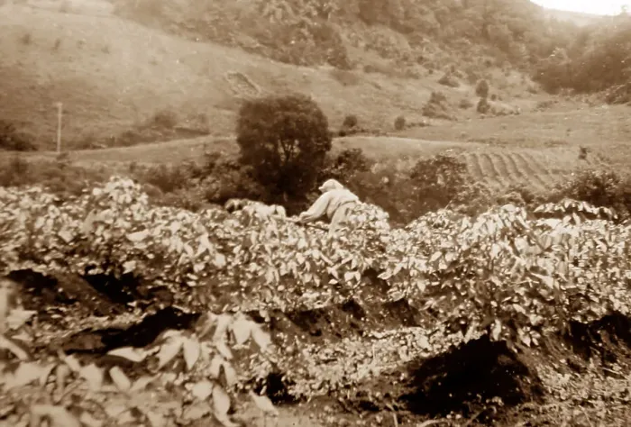 Framed Print : Weeding a cotton field, St Vincent, Caribbean Framed Print : Weeding a cotton field, St Vincent, Caribbean