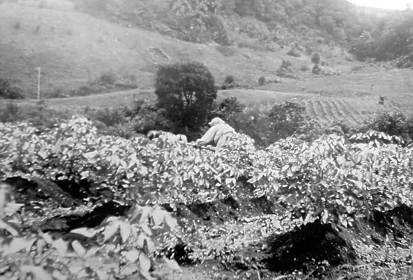 Weeding a cotton field in St Vincent early 1900s