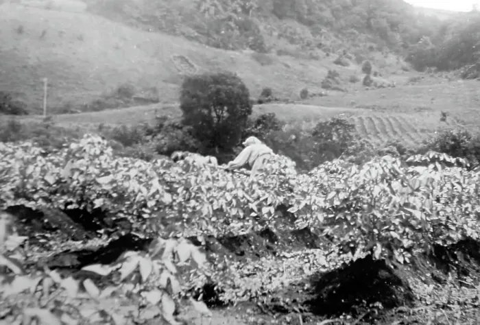 Framed Print : Weeding a cotton field in St Vincent early 1900s Framed Print : Weeding a cotton field in St Vincent early 1900s