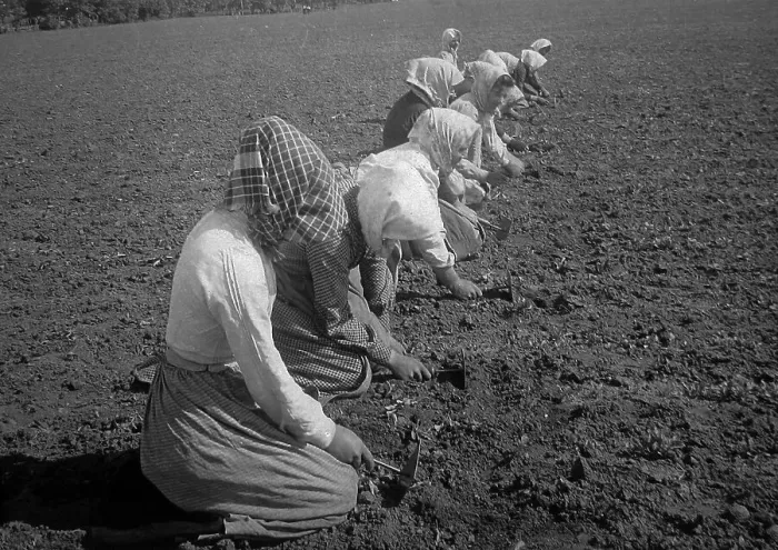 Framed Print : Weeding a sugar beet field Sweden early 1900s Framed Print : Weeding a sugar beet field Sweden early 1900s