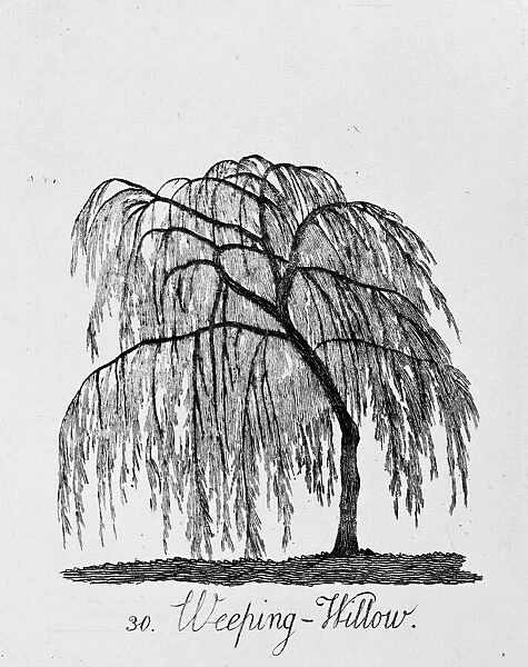 Weeping Willow. Plate 30 from The Shape, Skeleton
