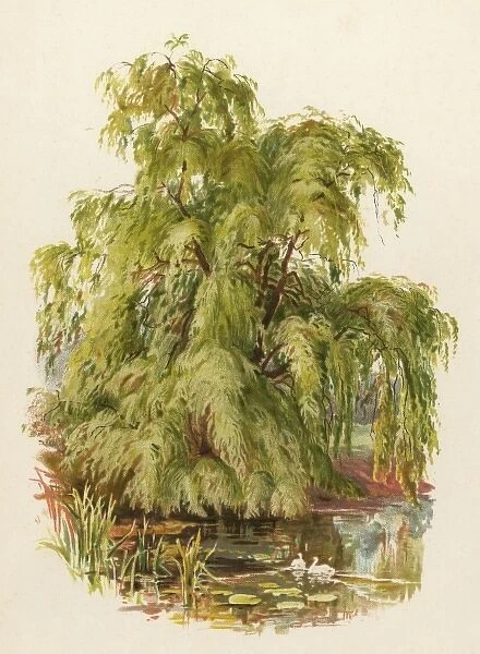 Weeping Willow C1890