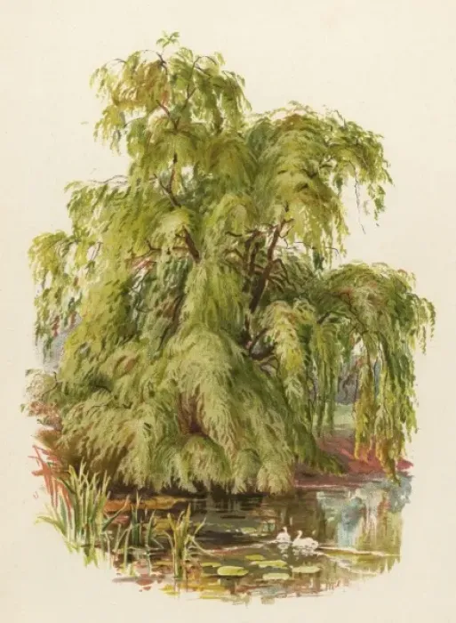 Framed Print : Weeping Willow C1890 Framed Print : Weeping Willow C1890