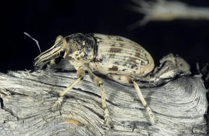 Framed Print : Weevil beetle - on dry branch of a Saxaul bush Framed Print : Weevil beetle - on dry branch of a Saxaul bush