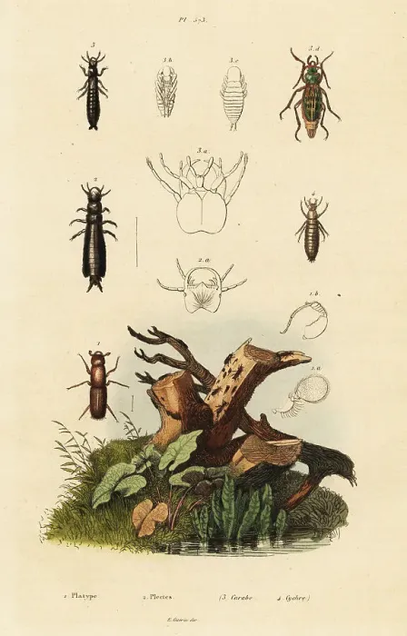 Framed Print : Weevil and ground beetles Framed Print : Weevil and ground beetles