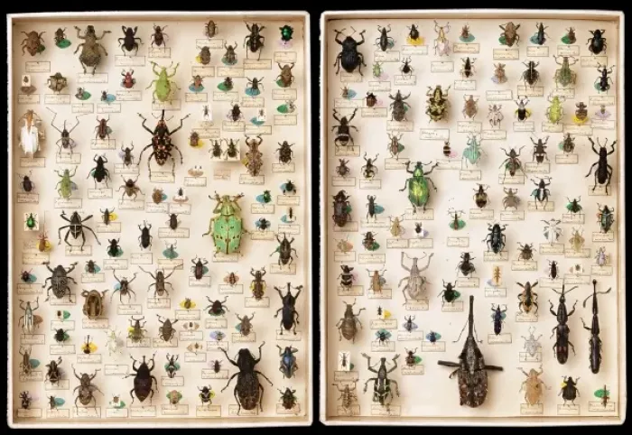 Framed Print : Weevil specimens Framed Print : Weevil specimens