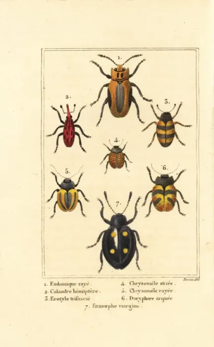 Framed Print : Weevils and beetles Framed Print : Weevils and beetles