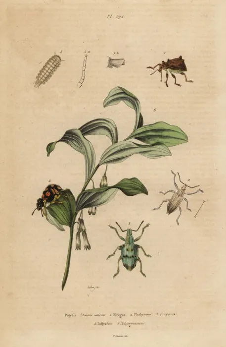Framed Print : Weevils, bristly millipede and King Solomon s-seal Framed Print : Weevils, bristly millipede and King Solomon s-seal