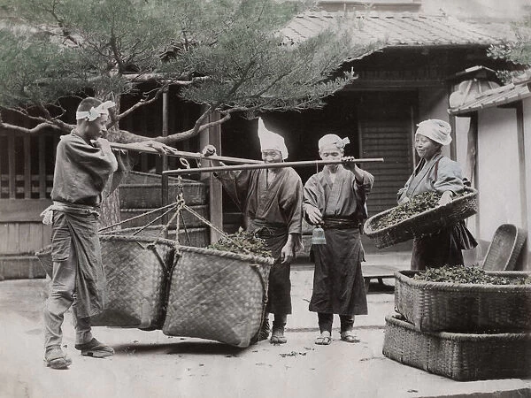 Weighing baskets of tea leaves for sale, Japan