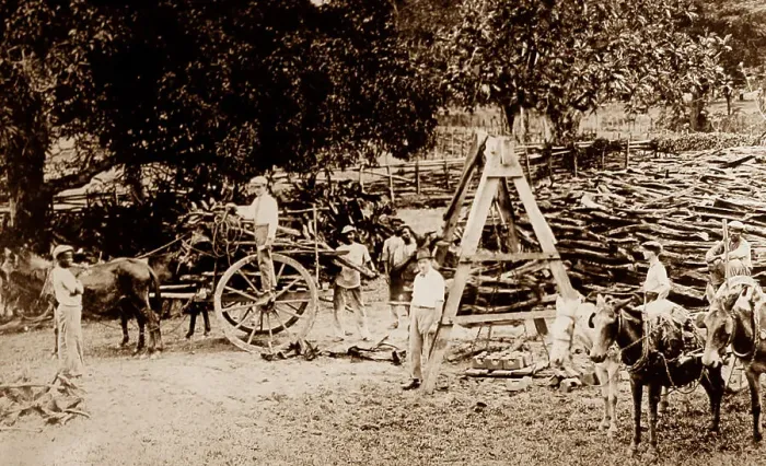 Framed Print : Weighing logs, St Elizabeth, Jamaica Framed Print : Weighing logs, St Elizabeth, Jamaica