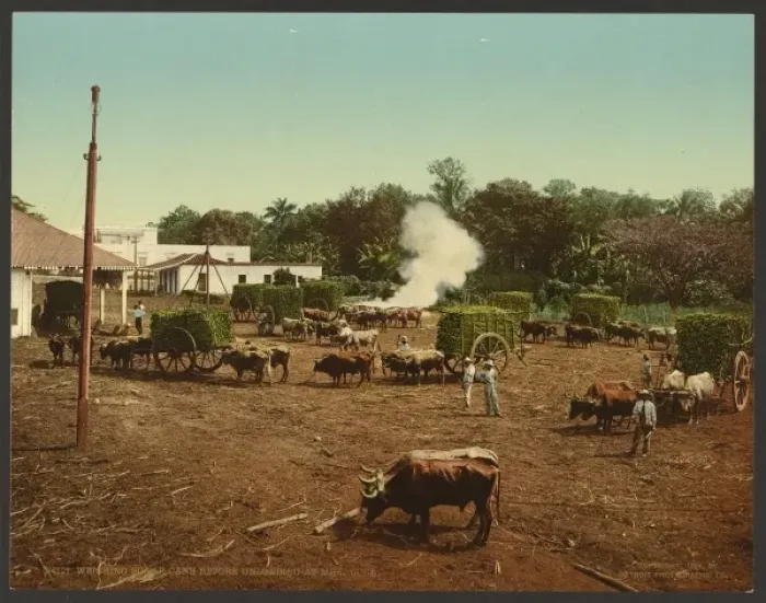 Framed Print : Weighing sugar cane before unloading at mill, Cuba Framed Print : Weighing sugar cane before unloading at mill, Cuba