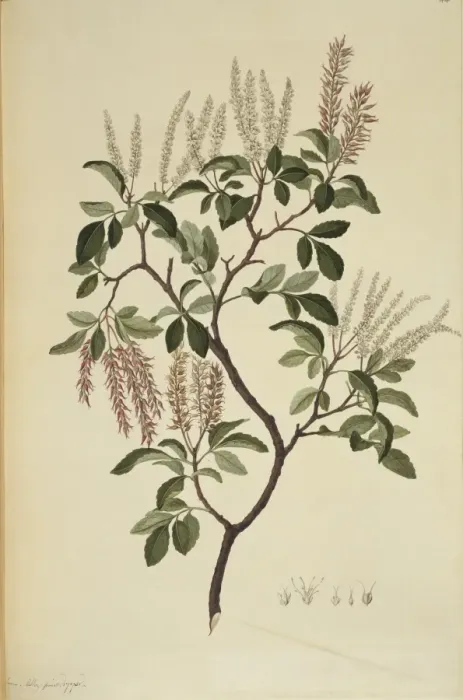 Framed Print : Weinmannia sylvicola, tawhero tree Framed Print : Weinmannia sylvicola, tawhero tree