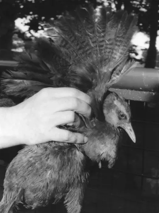 Framed Print : WEKA RAIL. A Weka Rail (flightless bird), showing its small wing. Date: 1960s Framed Print : WEKA RAIL. A Weka Rail (flightless bird), showing its small wing. Date: 1960s