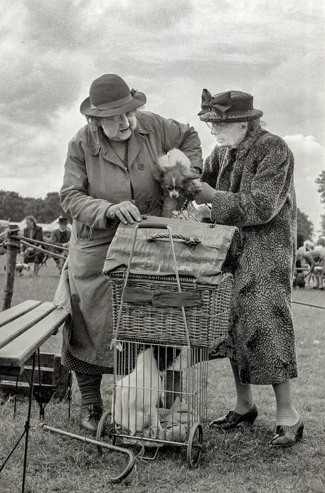 Framed Print : Well-dressed elderly pair of women gently handling their dogs into hamper or cage at a dog show in northern England Framed Print : Well-dressed elderly pair of women gently handling their dogs into hamper or cage at a dog show in northern England