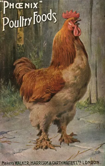 Framed Print : Well-Fed Cock Framed Print : Well-Fed Cock