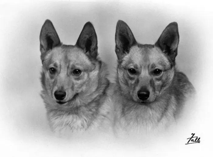 Framed Print : TWO WELSH CORGIS / 1938 Framed Print : TWO WELSH CORGIS / 1938