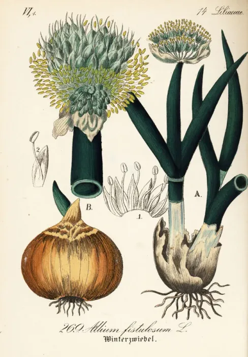 Framed Print : Welsh onion or Japanese bunching onion, Allium fistulosum Framed Print : Welsh onion or Japanese bunching onion, Allium fistulosum