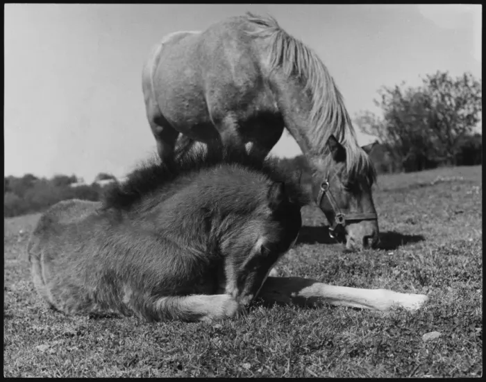 Framed Print : Welsh Pony and Foal Framed Print : Welsh Pony and Foal