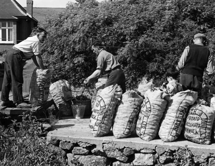 Framed Print : Welsh Potato Sacks Framed Print : Welsh Potato Sacks