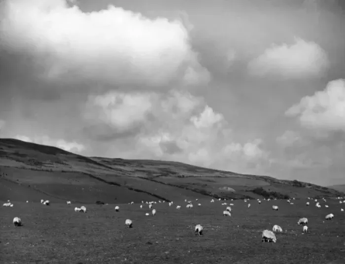 Framed Print : Welsh Sheep Grazing Framed Print : Welsh Sheep Grazing