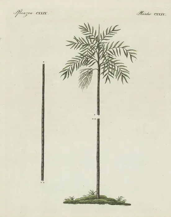 Framed Print : Wendlandiella gracilis palm tree of South America