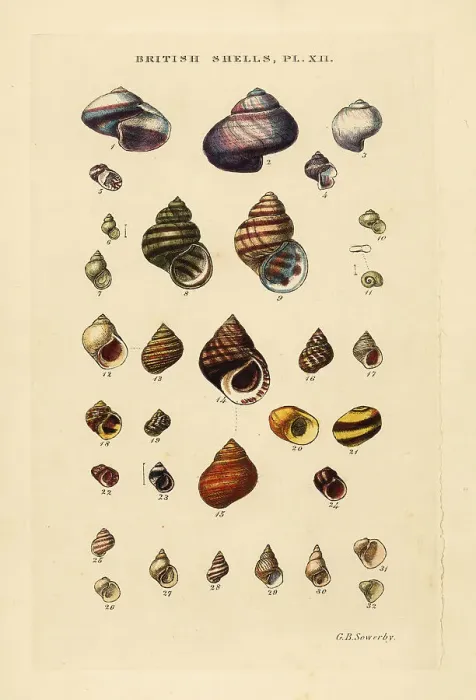 Framed Print : Wentletraps, Ianthina, freshwater shells, Bithynia, etc Framed Print : Wentletraps, Ianthina, freshwater shells, Bithynia, etc