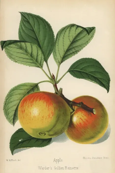 Framed Print : Werders Golden Reinette apple, Malus domestica Framed Print : Werders Golden Reinette apple, Malus domestica