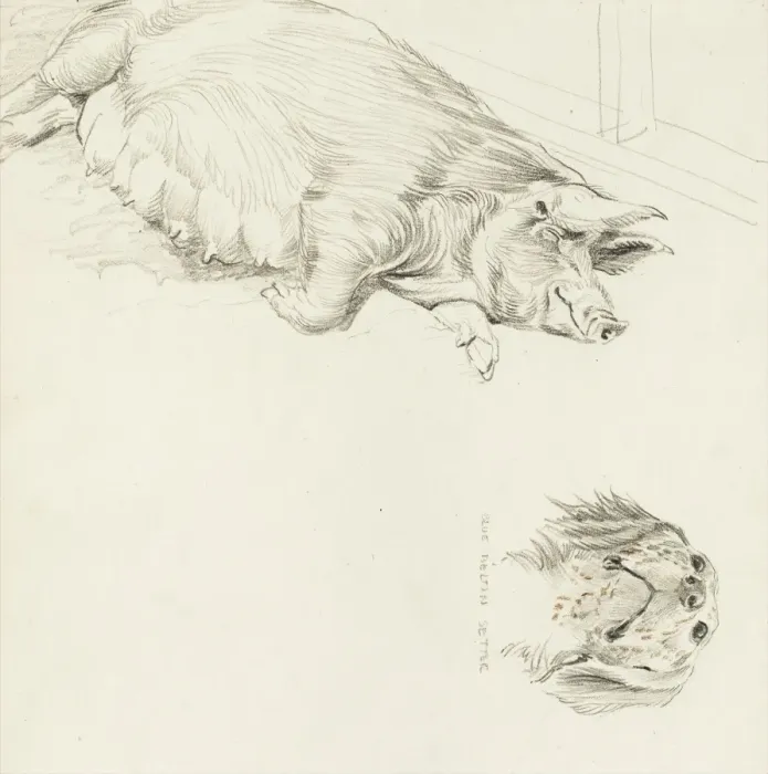 Framed Print : Wesses Saddleback sow and Blue Belton Setter Framed Print : Wesses Saddleback sow and Blue Belton Setter