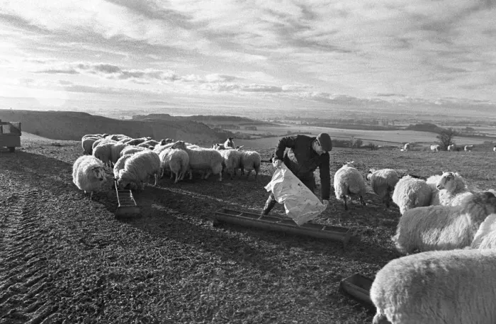Framed Print : Wessex Ridgeway - farmer feeding sheep Framed Print : Wessex Ridgeway - farmer feeding sheep