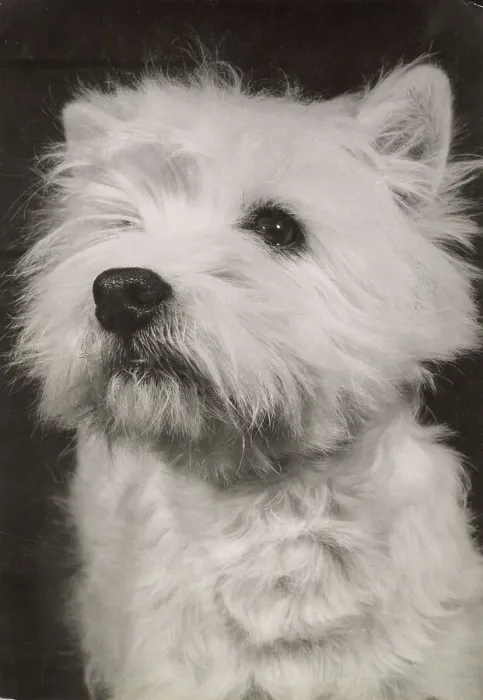 Framed Print : West Highland Terrier Framed Print : West Highland Terrier