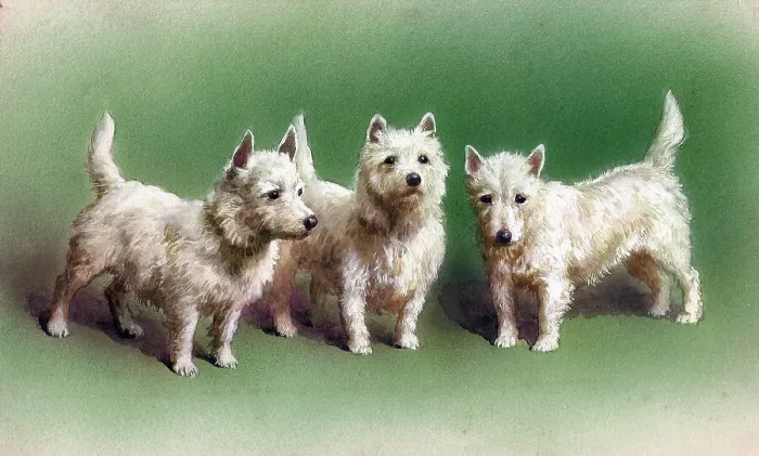 Framed Print : West Highland Terriers Framed Print : West Highland Terriers