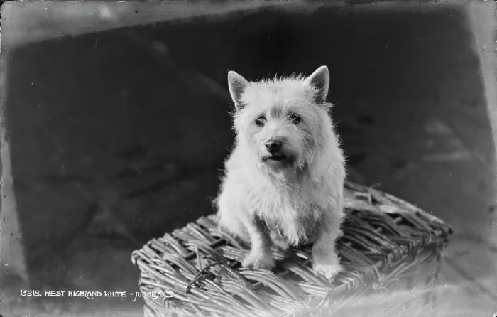 Framed Print : West Highland White Terrier Framed Print : West Highland White Terrier