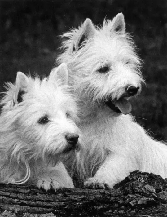 Framed Print : TWO WEST HIGHLAND WHITES Framed Print : TWO WEST HIGHLAND WHITES