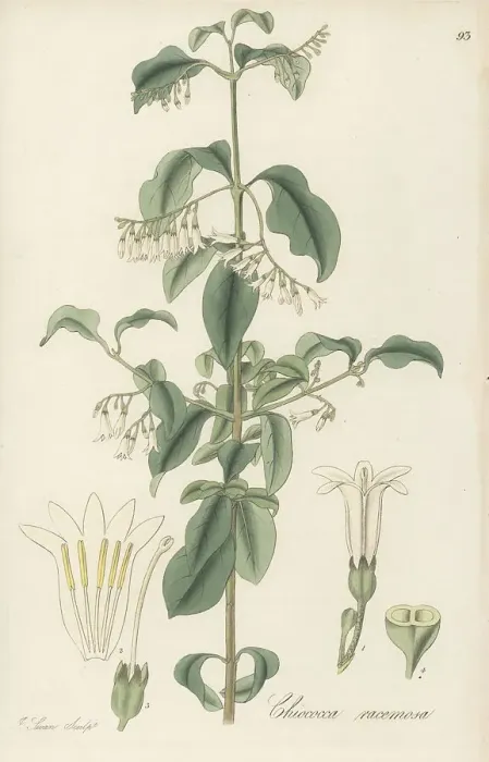 Framed Print : West Indian snowberry, Chiococca alba Framed Print : West Indian snowberry, Chiococca alba