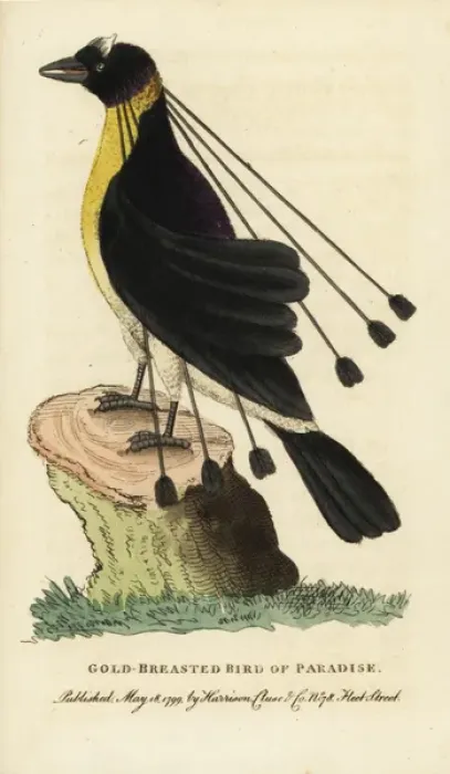 Framed Print : Western or Arfak parotia, Parotia sefilata Framed Print : Western or Arfak parotia, Parotia sefilata